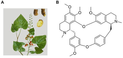 Figure 1 (A) The Stephania tetrandra S. Moore and (B) molecular structure of Tet.
