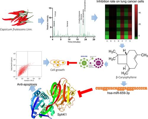 Figure 8 The molecular mechanism for β-Elemene from chilli pepper inhibiting the proliferation of non-small cell lung cancer cells by affecting miR-659-3p-targeted SphK1 and antioxidant properties.