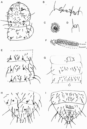 Figure 2 Line drawings of the holotype of Clavaphorura septemseta Salmon, 1943b. A, Head and thorax 1, II, dorsal chaetotaxy; B, C. septemseta, antennal III organ; C, pseudocelli of head; D, C. septemseta, apical bulb on antenna IV; E, C. septemseta, dorsal chaetotaxy of abdomen I, II and III; F, C. septemseta, postantennal organ; G, C. septemseta, ventral chaetotaxy of abdomen I, II and III; H, C. septemseta, dorsal chaetotaxy of abdomen IV, V and VI; I, C. septemseta, ventral chaetotaxy of abdomen IV, V and VI.