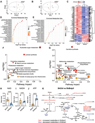 Figure 5. BNIP3 is a key regulator of hypoxic NP cell metabolism. (A) Unsupervised principal component analysis (PCA) of widely targeted small metabolites. (B) Supervised partial least square-discrimination analysis (PLS-DA) model. (C) Heat map normalized concentration of metabolites differentially found between ShCtrl and ShBnip3 using FDR adjusted p-value ≤0.05%. (D, E) Metabolite set enrichment analysis (MSEA) of upregulated and down regulated metabolites in NP cells transduced with ShCtrl and ShBnip3. (F, G) Metabolic pathway analysis (MetPA) of up and down regulated metabolites between ShCtrl and ShBnip3. (H-J) Differentially measured metabolites NAD, NADH, and ATP between ShCtrl and ShBnip3 cells. (K) Schematic showing metabolites that are increased (blue) or decreased (red) after the knockdown of BNIP3. Data are from four independent experiments. Statistical significance was computed using t-test (H-J). The significance of affected metabolites less than p < 0.05 were used for the enrichment and pathway analysis.