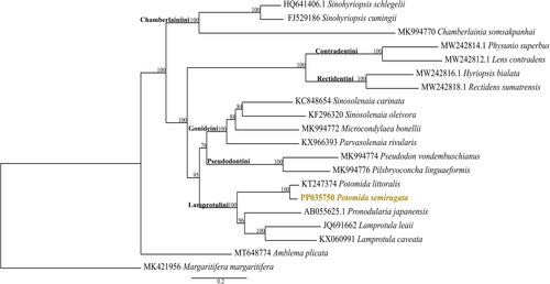 Figure 3. Maximum-likelihood phylogeny with the downloaded mitogenomes (n = 19) and with the mitochondrial genome of Potomida semirugata (deposited in GenBank with accession number PP035750). The following sequences, retrieved from GenBank, were used: Sinohyriopsis schlegelii (HQ641406.1, Sheng et al. Citation2014), Sinohyriopsis cumingii (FJ529186, unpublished), Chamberlainia somsakpanhai (MK994770, Froufe et al. Citation2020), Physunio superbus (MW242814.1, Zieritz et al. Citation2021), Lens contradens (MW242812.1, Zieritz et al. Citation2021), Hyriopsis bialata (MW242816.1, Zieritz et al. Citation2021), Rectidens sumatrensis (MW242818.1, Zieritz et al. Citation2021), Sinosolenaia carinata (KC848654, Huang et al. Citation2013), Sinosolenaia oleivora (KF296320, Huang et al. Citation2015), Microcondylaea bonellii (MK994772, Froufe et al. Citation2020), Parvasolenaia rivularis (KX966393, unpublished), Pseudodon vondembuschianus (MK994774, Froufe et al. Citation2020), Pilsbryoconcha linguaeformis (MK994776, Froufe et al. Citation2020), Potomida littoralis (KT247374, Froufe, Gan, et al. Citation2016), Pronodularia japanensis (AB055625.1, unpublished), Lamprotula leaii (JQ691662, unpublished), Lamprotula caveata (KX060991, unpublished), Amblema plicata (MT648774, Teiga-Teixeira et al. Citation2020), and Margaritifera margaritifera (MK421956, Gomes-dos-Santos et al. Citation2019).