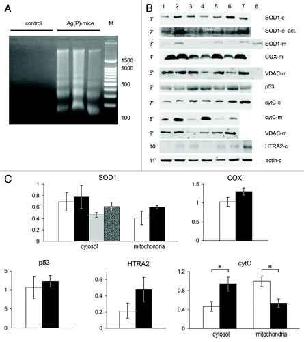 Figure 7. Apoptotic markers and cuproenzyme expression in tumors from Ag(P) mice. (A) DNA in the cytosol fraction of 24-d-old tumors, 2% agarose gel stained with EtBr. Lanes 1–3, control mice; lanes 4–6, Ag(P) mice; lane 7, 100–1500 bp DNA ladder. (B) Expression and intracellular distribution of cuproenzymes and selected apoptotic markers in HCT116 tumors. Vertical lanes: control (lanes 1–3) and Ag(P) mice (lanes 4–7). Horizontal sections: 1′, WB of cytosolic proteins blotted with antibodies to SOD1; 2′, SOD1 activity in the same samples; 3′, WB of mitochondrial proteins with antibodies to SOD1 (Lane 8, cytosolic protein from lane 2 diluted 10-fold); 4′, WB of mitochondrial proteins with antibodies to COX ; 5′, WB of the same samples with antibodies to VDAC (Lane 8, cytosol protein from lane 2); 6′, WB of cytosolic proteins with antibodies to p53; 7′, WB of cytosolic proteins with antibodies to cytochrome c; 8′, WB of mitochondrial proteins with antibodies to cytochrome c; 9′, WB of the same samples with antibodies to VDAC; 10′, WB of cytosolic proteins with antibodies to HTRA2; 11′, WB of cytosolic proteins with antibodies to β-actin. Gels were loaded with 20 μg of total cytosolic or mitochondrial protein per lane. For western blots, 12% denaturing PAGE was used, and 8% non-denaturing PAGE was used to assess SOD activity (2′). (C) Quantification of data, relative units: protein content as measured by WB, white, control mice; black, Ag(P) mice; gray and spotted bars, cytosolic SOD1 enzymatic activity in control and Ag(P) mice, respectively. Cytosolic protein levels are expressed relative to β-actin levels, and mitochondrial protein levels are expressed relative to VDAC levels. The relative cytochrome c content was determined from two independent experiments (the protocol is given for a single experiment). *P < 0.01.