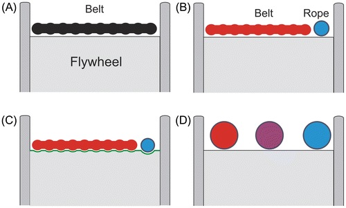 Figure 10. A, belt in the sinus-balance model; B, belt and rope in the basket-loaded ergometers; C, digging of small grooves in the circumference of aluminum flywheel; D, 3-turn rope.