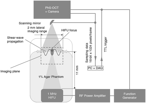 Figure 3. Scanning protocols for the PhS-OCT and HIFU transducer for 2D capture of HIFU-induced shear wave (TTL trigger is sent by the PC + DAQ card to both PhS-OCT and HIFU every 4 ms).