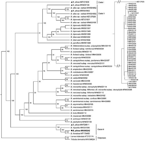 Figure 3. The Maximum-Likelihood phylogeny of Bidens pilosa and its close relatives using 70 common CDS sequences. The bootstrap values based on 1000 replicates were shown on each node in the cladogram tree. The corresponding phylogram tree was shown in the upper right corner (Dots represented Bidens species). The 45 Bidens species Heliantheae alliance were downloaded from GenBank, which were B. pilosa (MZ127828), B. pilosa (MN433104) (Knope et al. Citation2020), B. alba var. radiata (MW551952) (Wu et al. Citation2022), B. pilosa (MW551953) (Wu et al. Citation2022), B. alba var. radiata (MW551955) (Wu et al. Citation2022), B. alba var. radiata (MZ127826), B. bipinnata (MZ127827), B. alba var. radiata (MN433106), B. bipinnata (MW551954), B. bipinnata (MW551957), B. bipinnata (MW551949), B. bipinnata (MW551956), B. biternata (MW691202), B. biternata (MW551958) (Wu et al. Citation2022), B. parviflora (MW551948) (Wu et al. Citation2022), B. hillebrandiana subsp. polycephala (MN433116) (Knope et al. Citation2020), B. forbesii subsp. kahiliensis (MN433094) (Knope et al. Citation2020), B. cosmoides (MN433115) (Knope et al. Citation2020), B. forbesii subsp. forbesii (MN433028) (Knope et al. Citation2020), B. conjuncta (MN433099) (Knope et al. Citation2020), B. campylotheca subsp. pentamera (MN433107) (Knope et al. Citation2020), B. menziesii subsp. menziesii (MN433101) (Knope et al. Citation2020), B. campylotheca subsp. campylotheca (MN433029) (Knope et al. Citation2020), B. amplectens (MN433103) (Knope et al. Citation2020), B. molokaiensis (MN433097) (Knope et al. Citation2020), B. wiebkei (MN433098) (Knope et al. Citation2020), B. valida (MN433092) (Knope et al. Citation2020), B. cervicata (MN433100) (Knope et al. Citation2020), B. hawaiensis (MN433095) (Knope et al. Citation2020), B. micrantha subsp. ctenophylla (MN433114) (Knope et al. Citation2020), B. menziesii subsp. filiformis x B. micrantha subsp. ctenophylla (MN433096) (Knope et al. Citation2020), B. menziesii subsp. filiformis (MN433110) (Knope et al. Citation2020), B. micrantha subsp. kalealaha (MN433102) (Knope et al. Citation2020), B. sandvicensis subsp. confusa (MN433091) (Knope et al. Citation2020), B. sandvicensis subsp. sandvicensis (MN433093) (Knope et al. Citation2020), B. asymmetrica (MN433105) (Knope et al. Citation2020), B. macrocarpa (MN433111) (Knope et al. Citation2020), B. sandvicensis (MN433113) (Knope et al. Citation2020), B. torta (MN433112) (Knope et al. Citation2020), B. mauiensis (MN433090) (Knope et al. Citation2020), B. schimperi (MN433108) (Knope et al. Citation2020), B. pachyloma (MN433109) (Knope et al. Citation2020), B. pilosa (MN729611) (Lin et al. Citation2018), B. tripartita (MW331585) (Wu et al. Citation2022), B. pilosa (MN385242, generated in this study, labeled by bold font and a diamond), B. frondosa (MT178455) (Feifei Li et al. Citation2020). Another two species Lactuca sativa (KT272174) (Jiang et al. Citation2021) and Taraxacum mongolicum (MN164624) (Kim et al. Citation2016) from the Lactuceae served as the outgroups. Previous B. pilosa plastomes deposited in the GenBank were labeled by triangles. All B. pilosa species were located in three clades.