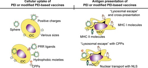 Figure 4 Illustration showing the uptake and presentation processes of PEI-based vaccines and the modified forms. Positive charge, round shape and controllable size of PEI-based MPs and NPs are all benefits contributing to the uptake process. Besides, they could be modified with PRR ligands, hydrophobic moieties or CPPs, which facilitate the polyplex internalization by receptor-mediated routes, membrane fusions, penetration process and other unknown routes. After polyplex degradation in the endosomes and lysosomes, the released antigens are presented onto MHC molecules directly by transmission or indirectly by gene expression process. PEI itself has the “lysosomal escape” feature, while vaccines with CPPs-modified PEI possess more potent “lysosomal escape” property. They assist with the cross-presentation of delivered antigens. NLS is the specialized sequence added with nucleic acids to assist nuclear translocation of the polymers.Abbreviations: PEI, polyethylenimine; MPs, microparticles; NPs, nanoparticles; PRR, pattern recognition receptor; CPPs, cell-penetrating peptides; MHC, major histo-compatibility complex; NLS, nuclear localization signal; iDC, immature dendritic cells; mDC, mature dendritic cells.