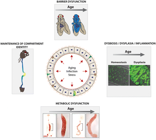 Figure 1. Studying the pathophysiology of aging in the Drosophila intestine.