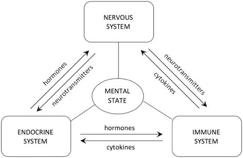 Figure 5 The interaction among nervous, endocrine, and immune systems, modulated by the secreted hormones, neurotransmitters, and cytokines.Notes: Reproduced from Szałach ŁP, Lisowska KA, Cubała WJ. The influence of antidepres-sants on the immune system. Arch Immunol Ther Exp (Warsz). 2019;67(3):143–151.Citation86