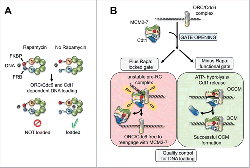 Figure 1. (A) Rapamycin dependent interactions between Mcm2 and Mcm5 reveal the DNA entry gate of the MCM2-7 helicase. (B) The loading of the replicative helicase onto DNA itself is regulated by a quality control mechanism that leads to complex disassembly if the reaction fails.