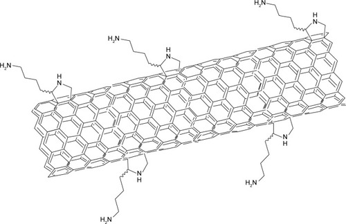 Figure 1 Model of lysine-modified nanotubes.Note: Amine moieties shown more densely spaced than calculated one primary amine per 121-carbon density.