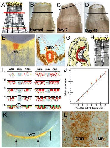 Figure 3. OS structure and regeneration. (A and B) Diagram (A) and image of a living animal (B) showing the OS. Red lines in A indicate the location of amputation planes. (C and D) Images of the OS of living animals at two stages of regeneration. (E and F) Image of an OPO in a living animal (E) and in histological section (F). Diagrams of an OS rim in section showing the ciliated epidermal pit surrounded by a cup of orange pigment cells (G) and a part of the OS (H) wall with OPO in register with the underlying oral siphon regeneration band (ORB). LMB: longitudinal muscle band. (I) Diagram showing the sequence of OPO regeneration (1–5) in young (left) and old (right) animals (see Jeffery Citation2012 for details). (J) The negative relationship between the rate of OPO regeneration and animal length. Dpa: days post amputation. (K) OPO (arrows) regeneration in an old animal. (L) Siphon explant from an old animal showing excessive differentiation of orange pigment cells in the ORB.Note: Modified from Millar (Citation1953) for (A and B), from Auger et al. (Citation2010) for (B–H, and J), from Jeffery (Citation2012) for (I, K, and L).