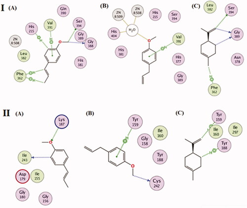 Figure 5. (I) 2 D-Binding diagram of trans-anethole (A), estragole (B) and D-limonene (C) with the active sites of tyrosinase enzyme. (II) 2 D-Binding diagram of trans-anethole (A), estragole (B) and D-limonene (C) with the active sites of NAD(P)H oxidase enzyme.