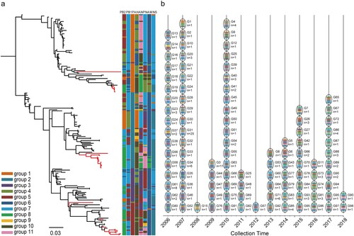Figure 3. Genotypes distribution of 198 complete genomes of H6N6 viruses in China. The genotype distribution of the complete genomes of H6N6 viruses was based on a group of bootstrap values. Each vertical bar represents a gene group. (a) ML tree of H6N6 HA gene. The strains isolated in this study are highlighted in red on the phylogenetic tree. The color key represents the whole genome combined with eight gene segments. (b) Collection time distribution of H6N6 virus genotype.