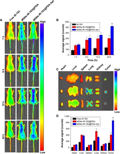 Figure 6 In vivo tumor targeting and distribution of MSNs-anti-miR-155@PDA-Apt in nude mice after intravenous injection. (A) Time-lapse NIR fluorescence images of nude mice at 1, 6, 12, and 24 hours postinjection. (B) The NIR fluorescence intensity in tumors quantified at indicated time points. (C) Ex vivo NIR fluorescence images of tumors and major organs at 24 hours. (D) Semiquantitative biodistribution of fluorescence intensity in tumors and major organs at 24 hours. Data are expressed as mean ± SEM (*P<0.05, **P<0.01).Abbreviations: MSNs, mesoporous silica nanoparticles; PDA, polymerized dopamine; Apt, aptamer; NIR, near infrared; SEM, standard error of mean; miR-155, MicroRNA-155.