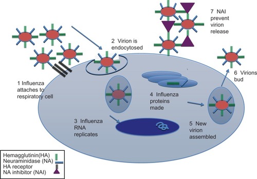 Figure 1 Life cycle of an influenza virus.Abbreviations: NAI, neuraminidase inhibitor; RNA, ribonucleic acid.