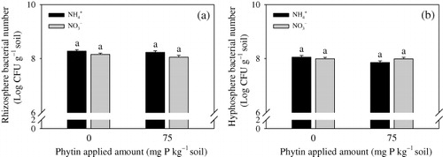 Figure 5. Bacterial number in the rhizosphere (a) and hyphosphere (b) soils treated with different N forms. Different letters indicate significant differences (t-test, P < 0.05) between two N forms at the same phytin amount. Bars represent mean + SE (n = 4).