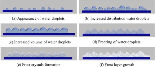 Figure 6. Diagram of frosting process on the wing surface without scales.