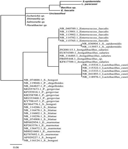 Figure 3. Distance-based phylogenetic tree of 47 sequences of 16S rRNA gene using Joining (NJ) method and MrBayes 3.1.2 software.