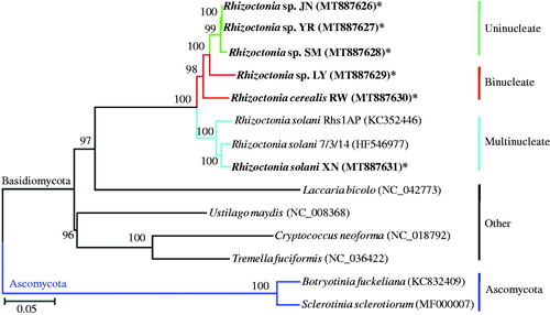 Figure 1. Phylogenetic relationship between Rhizoctonia with other selected Basidiomycetous and Ascomycetous fungi. Fifteen mitochondrial proteins (atp6, atp8, atp9, cob, cox1-3, nad1-6, nad4L, and rps3) are used for Neighbour-Joining analysis using MEGA 6.0. The strains sequenced in this study were in bold and marked with “*”.