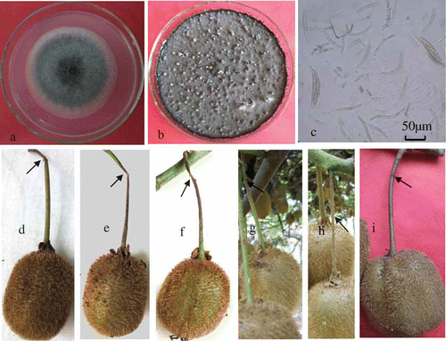 Fig. 1. a–b, Colony morphology of pathogen on PDA (a: 3 days; b: 25 days). c, Morphology of ascospores. d–f, Symptoms of inoculated fruit stems with pathogen in laboratory. g, h, Symptoms in field. i, Negative control.