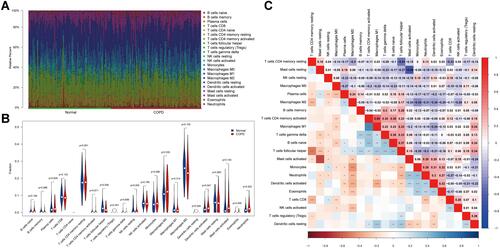 Figure 1 The profile of immune infiltration in COPD. (A) Immune infiltrating cell ratio between normal samples and COPD patients. (B) Comparison of the difference between immune infiltrating cells in COPD and normal samples. (C) Correlation of each immune infiltrating cell. The value represents the correlation coefficient between immune cells (range −1 to 1) were shown in the upper right half. Immune cells with higher, lower, and same correlation levels were shown in red, purple, and white, respectively. Significant P-values for correlations between immune cells were shown in the lower left half, * for P < 0.05, ** for P < 0.01, ***P < 0.0001.