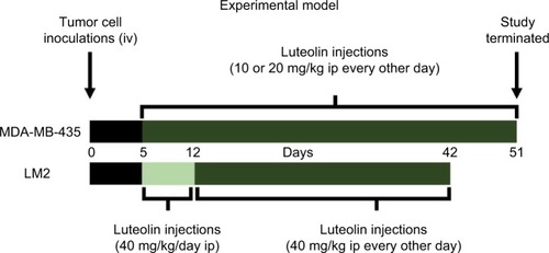 Figure 1 LU treatment protocol and experimental design.