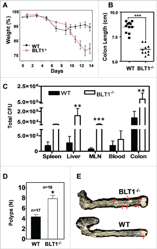 Figure 3. BLT1−/− mice are more susceptible to DSS induced colitis and AOM/DSS induced colon tumorigenesis. Wild type (WT) and BLT1−/− mice received 3% DSS in drinking water ad libitum for the duration of the experiment. (A) The bodyweights of wild type (n = 10) and BLT1−/− (n = 8) mice were measured every 2 d for 2 weeks using weight at Day 0 of the experiment as 100% for calculating weight loss. (B) The mice were killed at day 14 and colon length of BLT1−/− (n = 10) was significantly reduced compared with wild type mice (n = 11). (C) Tissue bacterial loads of DSS treated Wild type (n = 8) and BLT1−/− (n = 8) mice. The spleen, liver, mesenteric lymph nodes, and the colon were aseptically removed and each tissue was then homogenized in sterile 1X PBS and was serially diluted and plated on tryptic soy agar plates and incubated for 24 hrs at 37°C. Colonies were counted and total CFUs were determined based on the total volume of the specimens. (D-E) Increased incidence of azoxymethane (AOM)/DSS induced colon cancer in BLT1−/− mice. The number of polyps in colon increased in BLT1−/− mice treated with AOM/DSS (D), and representative colon images of AOM-DSS treated BLT1−/− and BLT1+/+ mice are shown (E). The red arrows point to visible tumors. Statistical analysis was performed using the Mann-Whitney U test. Error bars, ± SEM. *, P < 0.05; **, P < 0.01; and ***, P < 0.001.