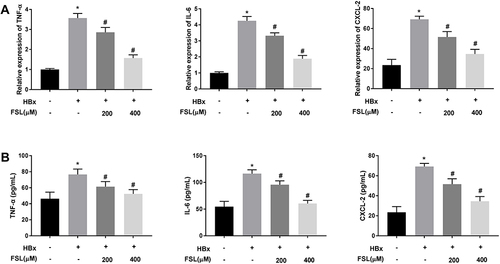 Figure 4 Decreased PAR2 represses inflammation responses in HBx overexpressed LO2 cells. (A) The mRNA expression of TNF-α, IL-6, and CXCL-2 in LO2 cells under different treatments was detected by qRT-PCR. (B) The protein level of TNF-α, IL-6, and CXCL-2 in LO2 cells under different treatments was measured by ELISA. *P < 0.05 vs the HBx(-) + FSL(-) group. #P < 0.05 vs the HBx(+) + FSL(-) group. The experiments were performed in triplicate.
