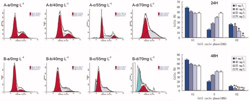 Figure 4. Flow cytometry analysis of cell-cycle distribution effected by diterpenoid C. n = 3,  ± s. (A(a–d)) Diterpenoid C at 24 h. (B(a–d)) Diterpenoid C at 48 h. *p < 0.01 versus the control group, Δp < 0.01 versus the 24 h group.