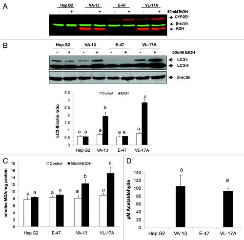 Figure 5. Ethanol exposure differentially affected LC3-II levels, MDA and acetaldehyde generation in four Hep G2 cell lines that differentially express ethanol metabolizing enzymes. (A) Representative western blot showing ADH and CYP2E1 protein phenotypes in the four cell lines indicated. (B) Representative western blot and mean densitometric ratios of LC3-II to ACTB in the four Hep G2 cell lines after 24 h exposure to zero or 50 mM ethanol. (C) Malondialdehyde levels in the four cell lines after exposure to zero or 50 mM ethanol. (D) Mean acetaldehyde levels in media from the Hep G2 cells lines after 24 h exposure to 50 mM ethanol. Data are mean values (± SEM) from 4 to16 culture flasks of each treatment group. Letters that are different from each other indicate that the data are significantly different from each other. Data with the same letter are not significantly different.