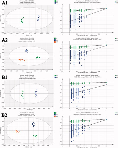 Figure 4. The scores of orthogonal partial least squares discriminant analysis and their 200 times permutation tests: (A1) CG vs. MG score under positive ion mode; (A2) All groups score under positive ion mode; (B1) CG vs. MG score under negative ion mode; (B2) All groups score under negative ion mode (model parameters-A1: R2Y = 0.794, Q2 = 0.728; A2: R2Y = 0.978, Q2 = 0.876; B1: R2Y = 0.994, Q2 = 0.968; B2: R2Y = 0.973, Q2 = 0.894).