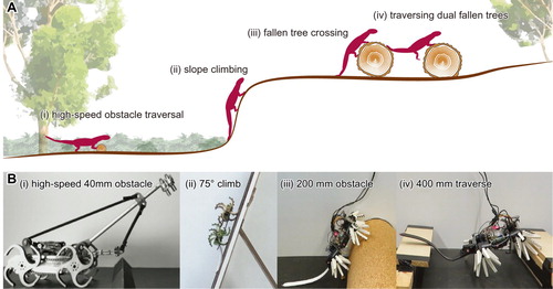 Figure 1. Target locomotive tasks. (A) A supposed scenario for locomotion in a forest. (B) The environment for robot experiments. In both (A) and (B), (i) high speed obstacle traversal, (ii) slope climbing, (iii) fallen tree crossing, (iv) dual fallen trees traversing.