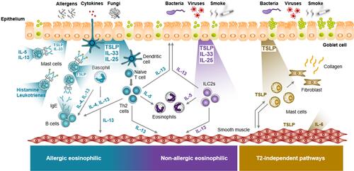 Figure 1 TSLP Acts Across the Spectrum of Asthma Inflammation. TSLP-driven mechanisms of disease in different asthma endotypes. Epithelial alarmins, including TSLP, are released in response to triggers at the epithelium. The alarmins activate multiple innate and adaptive immune responses that participate in overlapping and distinct pathways. TSLP may also mediate structural cell effects that contribute to airway hyperresponsiveness and remodeling. Figure adapted, with permission, from Gauvreau GM et al. Expert Opin Ther Targets. 2020;24(8):777–792.Citation9,Citation74–Citation76