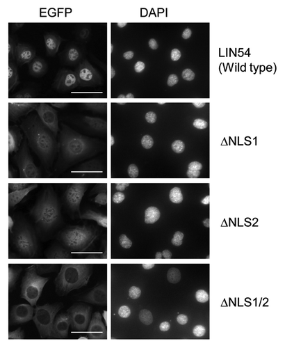 Figure 4. Subcellular localization of LIN54 NLS mutants. GC-1 cells were infected with recombinant adenoviruses expressing the indicated constructs. At 24 h after infection, the cells were fixed and EGFP-fused proteins were detected using fluorescent microscope. Nuclei were stained with DPAI. The scale bar is 50 μM.