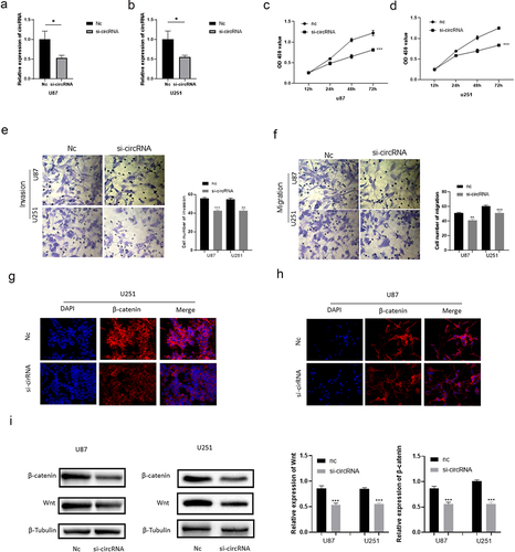 Figure 2. Effect of circRNA_0067934 on viability, invasion, and migration. (a) The expression level was down regulated in the siRNA group in U87 cells. p< 0.05 versus nc group. (b) The expression level was down regulated in the siRNA group in U251 cells. *p< 0.05 versus nc group. (c and d) The cell proliferation was determined by CCK-8 assay. In the siRNA group, the ability was down regulated. ***p < 0.001 versus nc group. (e and f) Transwell assay was performed to evaluate the invasion and migration. Scale bars = 20 μm. (g and h) The IF assay was used to detect the β-catenin expression. Scale bars = 20 μm. (i) The WB assay was used to determine wnt and β-catenin expression.