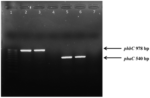 Fig. 3. PCR analysis of the SCL-PHA synthase gene (phbC) and MCL-PHA synthase gene (phaC) in Pseudomonas sp. 100 pb ladder (lane 1, left) lane 2–4 primers for phbC amplification were used24 whereas lane 5–7 primers for phaC amplification were used25,26 lane 2 and lane 5; Pseudomonas mendocina PSU against control e.g. Pseudomonas sp. USM 4-55 (lane 3 and lane 6) and negative control e.g. Burkholderia sp. USM (lane 4 and lane 7).