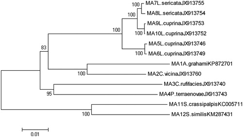 Figure 1. Neighbor-joining (NJ) tree of maximum composite likelihood method for the complete mitochondria gene sequences from six species of Calliphoridae. Voucher ID, City, morphological species identification, and accession number are given in specimen label. Numbers on branches indicate the support value. Two from family Sarcophagidae are included as outgroup. Evolutionary distance divergence scale bar is 0.01.