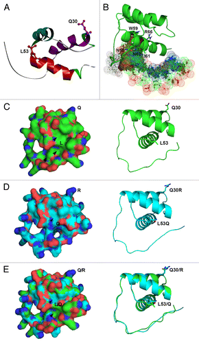 Figure 2. Role of R30 at helix α1 and L53 at helix α2 in the 3-dimensional (3D) protein structure of the HD of KN1. (A) Model structure of HD of KN1 was built by the SWISS-MODEL server, using the HD of human homeobox protein TGIF2LX (2dmnA.pdb) as template structure (backbone root-mean-square deviation (rmsd): 0.40 Å ± 0.08 Å (residues 15–70)). The protein ribbon model with diverse structures is displayed using the Accelrys Discovery Studio Visualizer. Each segment of secondary structure is represented by a different color; helix α1 in violet, helix α2 in cyan, helix α3 in red, loop regions in gray, and turn regions (H31, K69, and P70) in green are marked. (B) A 3D structure of helix α3 of KN1_HD bound with DNA molecule, using various template structures through the I-TASSER server. DNA molecule is shown in dots of spheres. The amino acid residues (N58, W59, I61, N62, and R66) are marked by sticks, and labeled. (C-E) 3D protein structures of native HD compared with HD mutants and the superimposition of these proteins. The protein models of native HD (C) and double HD (Q30R and L53Q) mutant (D) were predicted using I-TASSER server. Protein structure alignment between native HD (green-colored) and double HD mutant (light blue-colored) was analyzed by PyMOL 3D-superimposition (E). Protein surface structures are highlighted on left and the corresponding cartoon structures are shown on right. Blue, positively charged amino acids; Red, negatively charged amino acids. The amino acid residues (Q30, L53, Q30R, L53Q, Q/R, and L/Q) are labeled on the surface and shown by sticks. Pockets (cavities) are marked in black arrowheads.