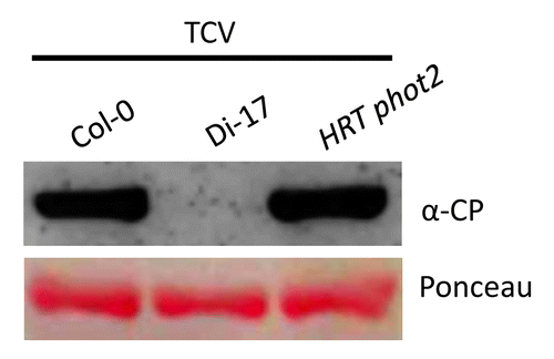 Figure 1. The HRT phot2 plants support increased replication of virus. Western blot showing relative CP levels in TCV infected Col-0 (susceptible), Di-17 (resistance) and HRT phot2 plants. Leaves were sampled at 3 dpi. Ponceau-S staining of the western blot was used as the loading control. This experiment was repeated twice with similar results.