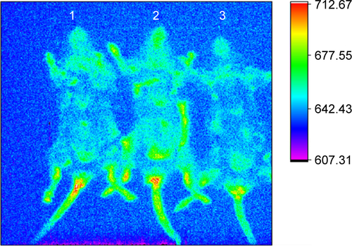 Figure S4 In vivo imaging of C57BL/6 mice treated with B16F10QDs-GSH-10NAC and B16F10 control cells.Notes: B16F10QDs-GSH-10NAC (1 and 3) and B16F10 control cells (2) were injected into C57BL/6 mice. Fluorescence signals for rQDs-GSH were followed in mice for 6 hours. Imaging shows no differences in fluorescence signals between the mice.Abbreviations: B16F10QDs-GSH-10NAC, B16F10 cells labeled with rQDs-GSH in presence of 10 mM of NAC; GSH, glutathione; MFI, mean fluorescence intensity; NAC, N-acetylcysteine; QDs, quantum dots; rQDs-GSH, red QDs-GSH.