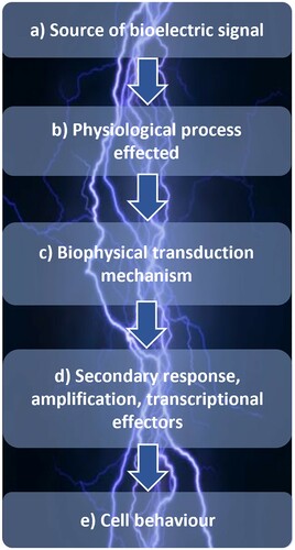 Figure 4. Flow diagram adapted from the work of Sundelacruz et al. [Citation67] outlining bioelectronic events, resultant biochemical and genetic sequence which modulate cell behaviour (a) source of bioelectrical signal, (b) physiological process affected, (c) proximal biophysical transduction mechanism, (d) secondary gene response, amplification and transcription effectors and (e) resultant cell behaviour.