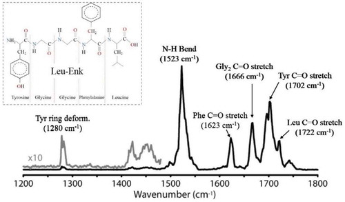 Figure 13. IR spectrum of Leu-Enk in He droplets showing C-O and N-H stretches and N-H bend from containing aminoacids [Citation198].