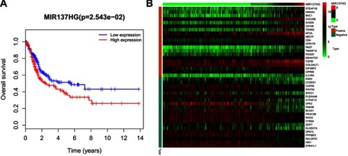 Figure 7 Analysis of survival and coexpression of MIR137HG in MIBC. (A) Kaplan-Meier analysis displaying the correlation of MIR137HG with overall survival outcomes for patients with MIBC; (B) The expression levels of the top 20 mRNAs that are potentially positively or negatively correlated with MIR137HG are shown as a heatmap.Abbreviation: MIBC, Muscle-invasive bladder cancer.