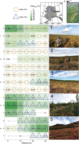 Figure 1. Map and photographs of alpine tundra with varying degree of alder abundance. “C” and “D” denote locations where soil cores and alder disks were sampled, respectively. Horizontal gray bars with arrow caps indicate 10-m intervals across which vegetation cover was estimated. All sites with alder >2 m tall also contained shorter alders. Sites 1 and 3 were affected by the Dall City Fire (2004) and site 4 was affected by the North Bonanza Fire (2005). ABoVE standard Alber’s equal area projection. Source: U.S. Census Bureau TIGER geographic database (U.S. Census Bureau Citation2022).