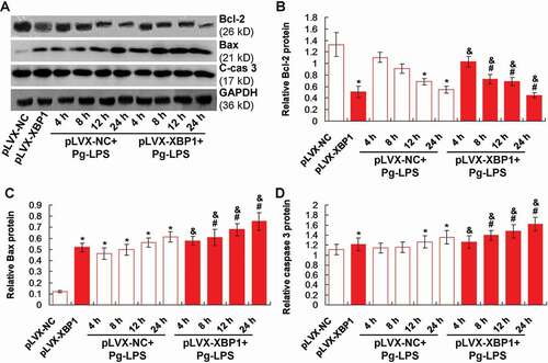 Figure 5. XBP1 over-expression induced Bcl-2 down-regulation and Bax/cleave-caspase 3 (C-cas 3) protein up-regulation. (a). Western blotting image for Bax and caspase 3 expression. B. Statistical analysis for the Bcl-2 expression. (c). Statistical analysis for the Bax expression. (d). Statistical analysis for the caspase 3 expression. * p < 0.05 vs. pLVX-NC group, # p < 0.05 vs. pLVX-XBP1 group, & p < 0.05 vs. pLVX-NC+Pg-LPS group