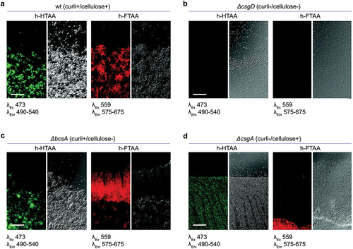 Figure 4. Optotracer staining patterns distinguish different types of Salmonella biofilms. (a – d) images from fluorescence confocal microscopy (left) collected at indicated excitation and emission wavelengths, and from transmission confocal microscopy (right) of h-HTAA- and h-FTAA-stained biofilms from a set of isogenic strains of Salmonella 3934 with ECM-curli and cellulose phenotypes as indicated. (a) wild type, (b) ΔcsgD, (c) ΔbcsA and (d) ΔcsgA Single optical sections are shown. Scale bar = 50 μm. Reprinted from Choong et al. 2016 [Citation90], (open access CC by 4.0).