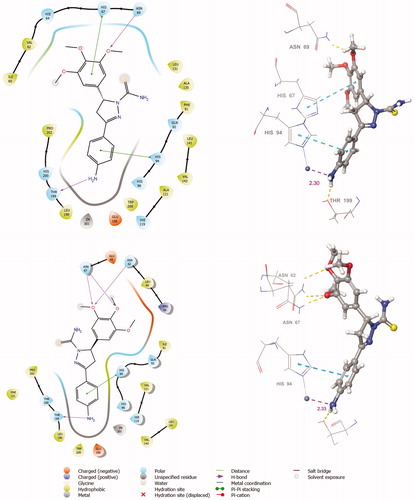 Figure 4. The 2 D and 3 D ligand interaction diagrams of hCA I-6 (R) (top) and hCA II-6 (R) (bottom) complexes obtained from prime MM-GBSA using Glide XP docked poses (In 3 D representation, hydrogen bonds are shown with yellow dashed lines, π-π interactions are shown with cyan colour. The distance between Zinc metal and interacting atom is shown with pink colour).