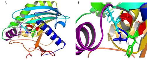 Figure 5. (A) Three-dimensional (3-D) structure of AFL-Lipase generated with PyMol software v2.0 along with the identified amino acid at the active site. The nucleophilic elbow is represented in sticks; Glycine 202 and 206 (red), Serine 204 (blue), Histidine (green), Lysine (cyan). Active site lid (residues 129-140, purple). (B) Zoomed catalytic site (Glycine 202 and 206, red); Serine 204 (blue) and the active site lid (purple).