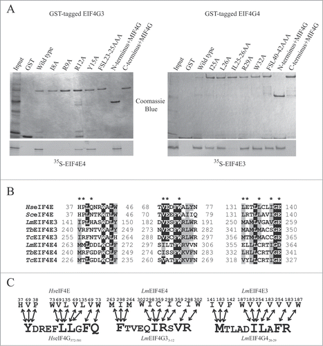 Figure 3. Fine mapping of the interactions between L. major EIF4G3 and EIF4G4 with their eIF4E partners. (A) Fine mapping of the interactions between L. major EIF4G3 and EIF4E4 and between EIF4G4 and EIF4E3. Co-precipitation assays were carried out as described in Fig. 2 using either of the eIF4G homologues fusioned to GST and assayed for their ability to bind [35S]-labeled EIF4E3 and 4. The full-length eIF4G sequences as well as truncations lacking either the N or C-terminal regions of the proteins were used in the assay, as well as site-directed variants where selected residues were replaced by alanines as indicated. The results shown are representative of multiple co-precipitation assays carried out with a minimum of 2 independent sets of GST-tagged proteins. (B) Sequence alignment comparing the eIF4G binding residues (highlighted with a *), previously identified in 3 distinct blocs of the human and yeast eIF4E sequences,Citation23,50 with the equivalent motifs found in different trypanosomatid EIF4E3 and 4 homologues. The alignment was carried out as described in Fig. 1 for the eIF4G homologues, but only the segments relevant for the eIF4G interaction are shown. (C) Schematic representation of either known or proposed interactions between different eIF4E/eIF4G homologues. The left scheme summarizes the interactions previously observed, based on the crystal structure,Citation50 between human eIF4E and oligopeptides containing the consensus eIF4E binding motif from human eIF4G and eIF4E-binding proteins (YXXXXLΦ), plus the 3 subsequent residues. The middle and right schemes highlight the likely interactions presumed to occur between the trypanosomatid EIF4E4/EIF4G3 and EIF4E3/EIF4G4 pairs, assuming a conserved mode of binding between the different protein complexes.