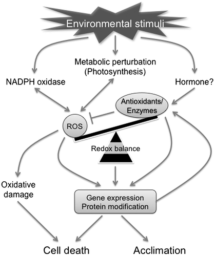 Fig. 1. Redox regulation of environmental stress response.